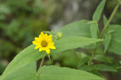 yellowflower-devilsden